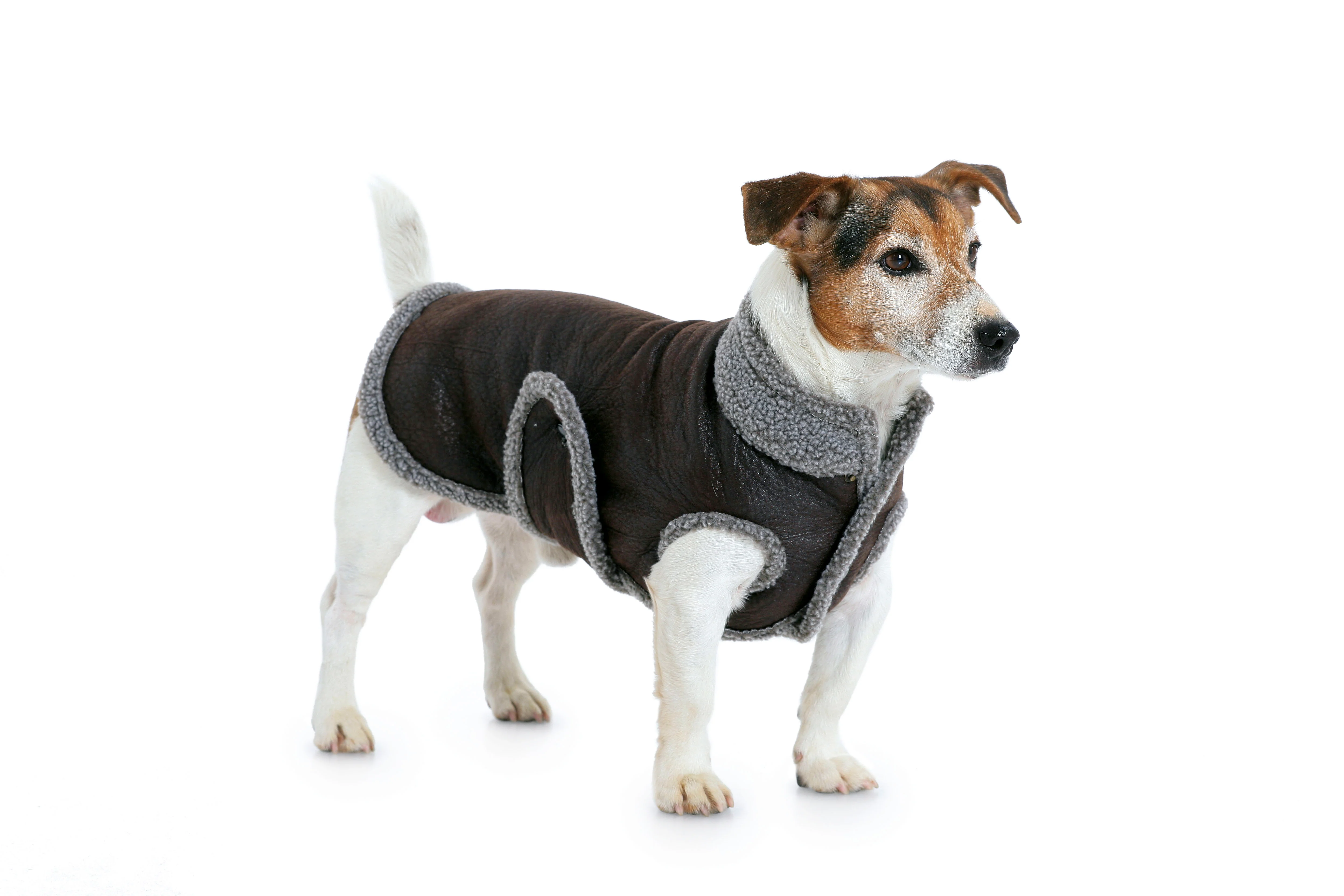 Patron n°7752 : Manteau pour chien - Image 5