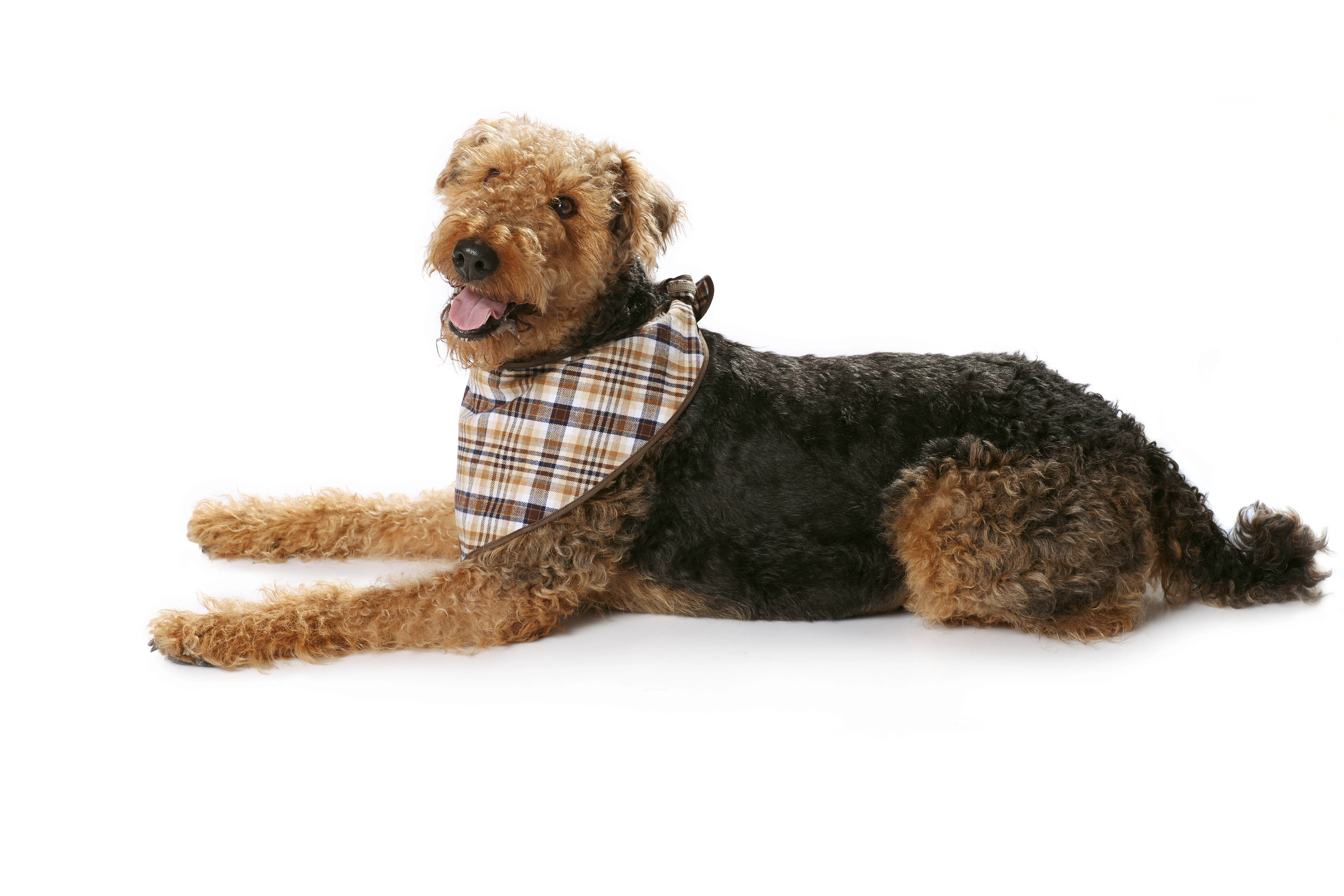 Patron n°7752 : Manteau pour chien - Image 8